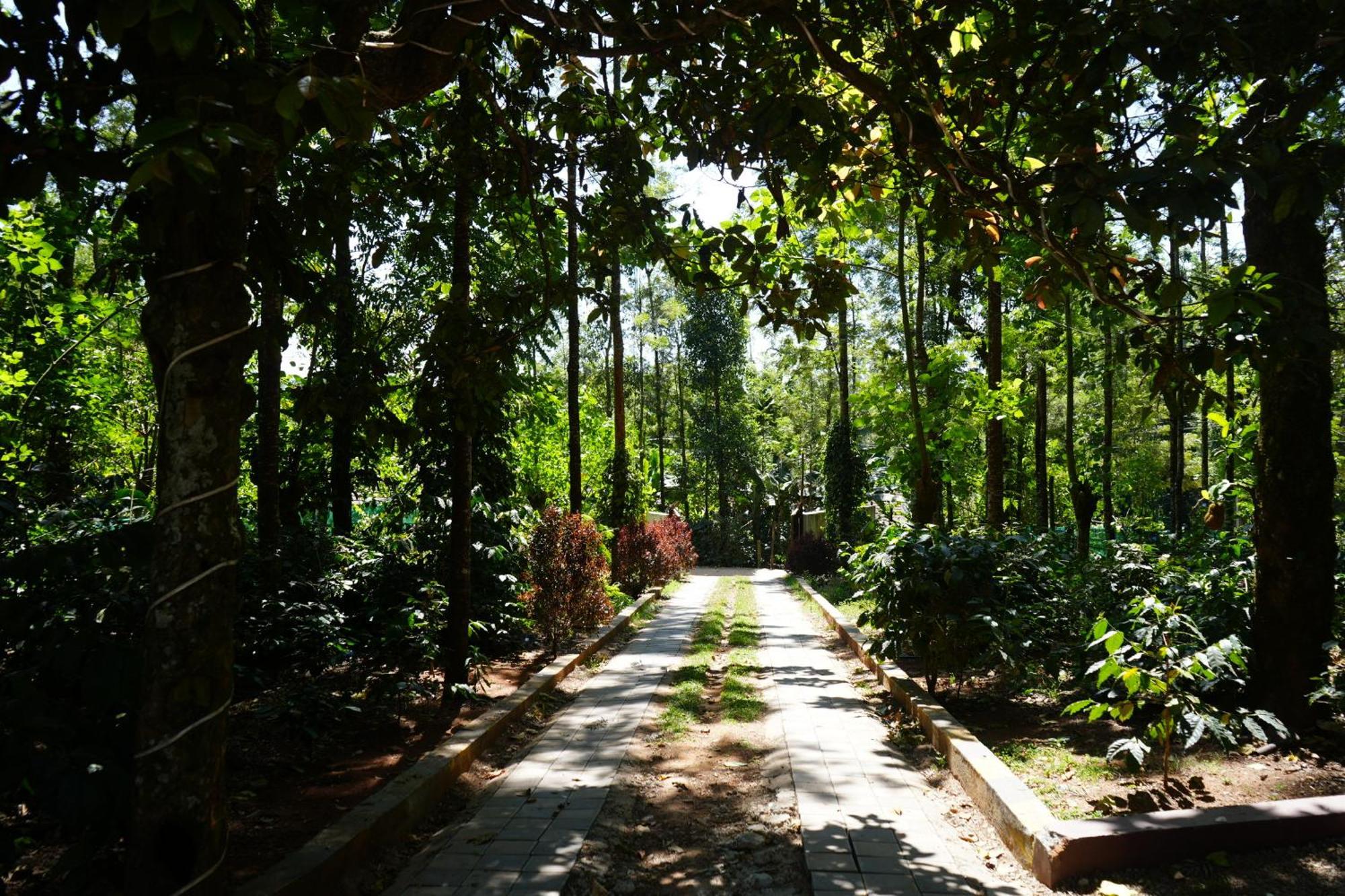 Silver Springs Homestay Chickmagalur Chikmagalur Luaran gambar